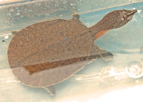 Smooth softshell turtle